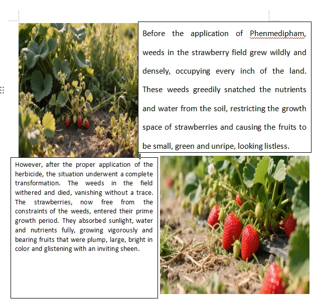 Herbicide Phenmedipham- 16% EC CAS13684-63-4 For Use in Beets And Strawberries high quality
