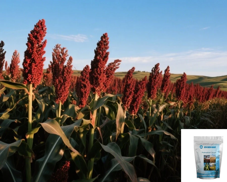 Inhibit Elongation And Optimize Plant Architecture Prohexadione Calcium，90%TC95%TC CAS No.127277-53-6 For Rice And Sorghum best